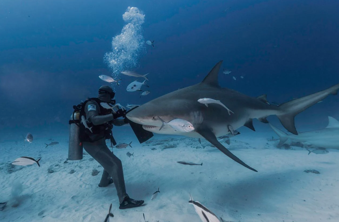 Playa del Carmen: Diving with Bull Sharks
