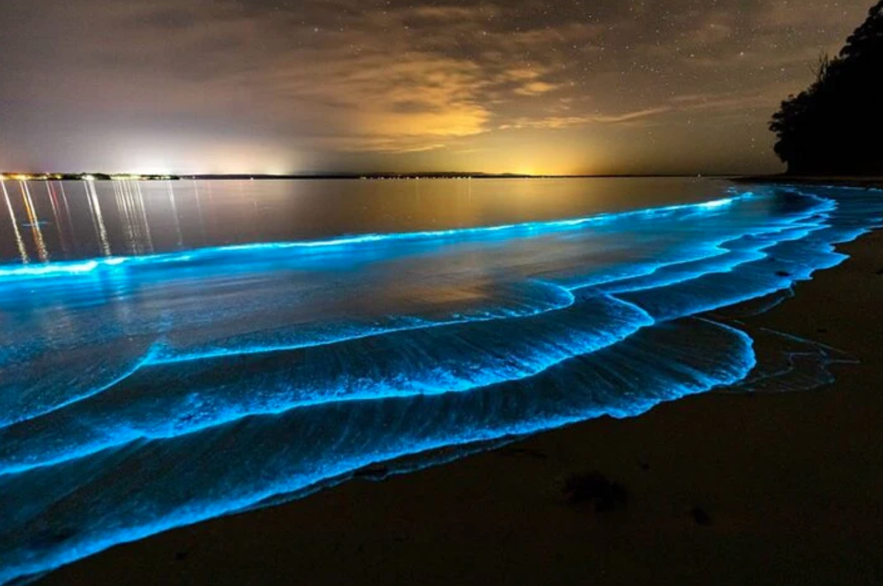 Bioluminescence, Pizza & Friends