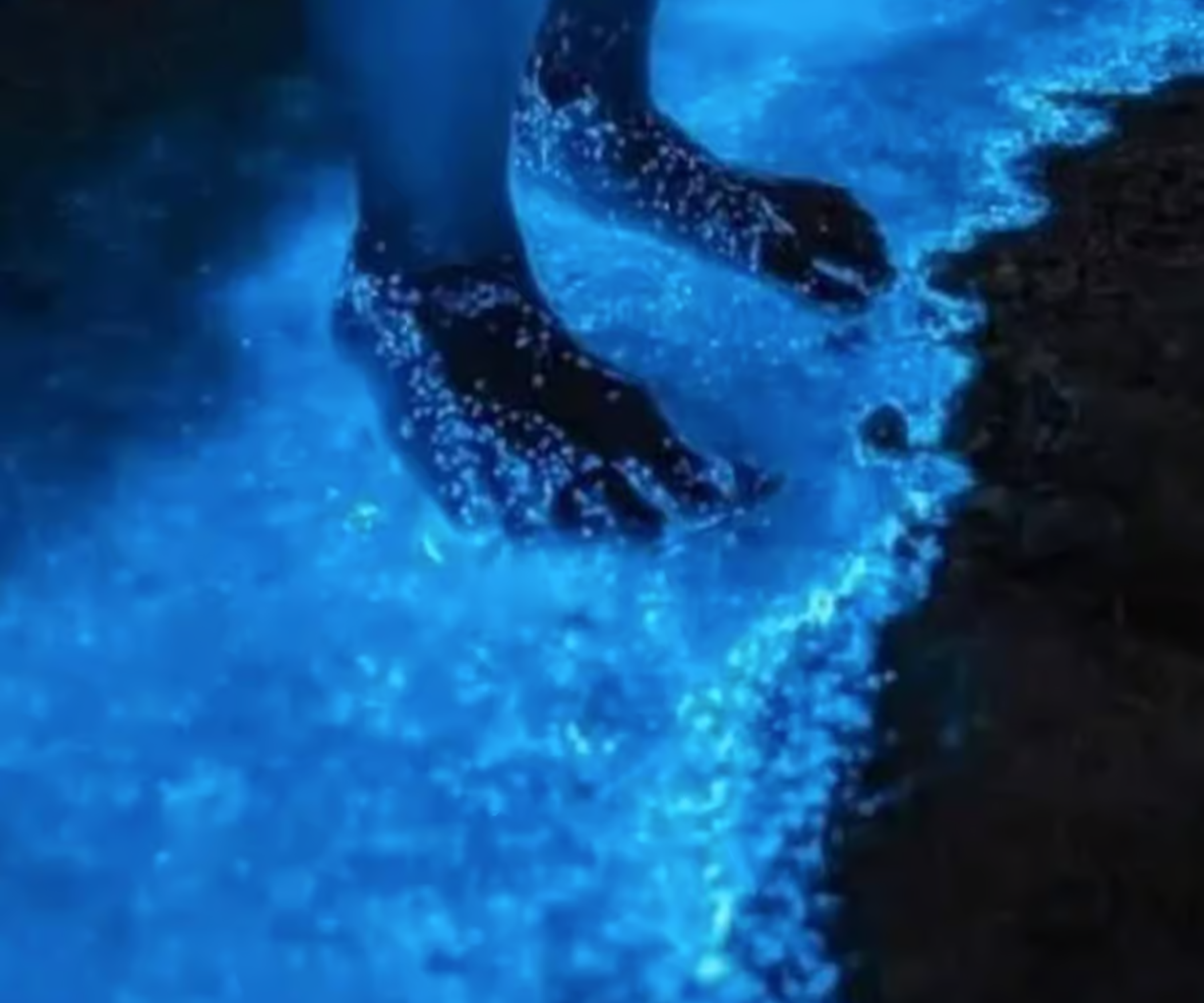 Rema in a Sea of Stars! Night Kayaking with Bioluminescence
