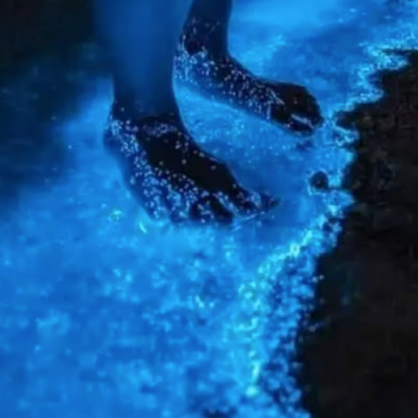 Rema in a Sea of Stars! Night Kayaking with Bioluminescence