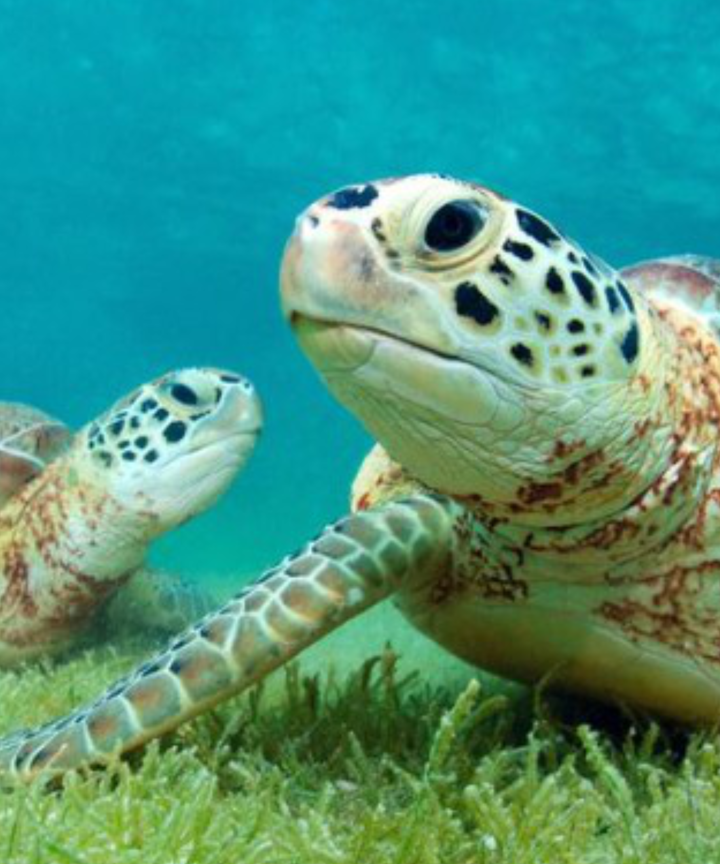 Cenotes & Turtle Encounter
