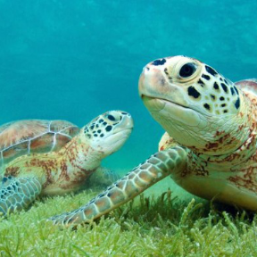 Cenotes & Turtle Encounter
