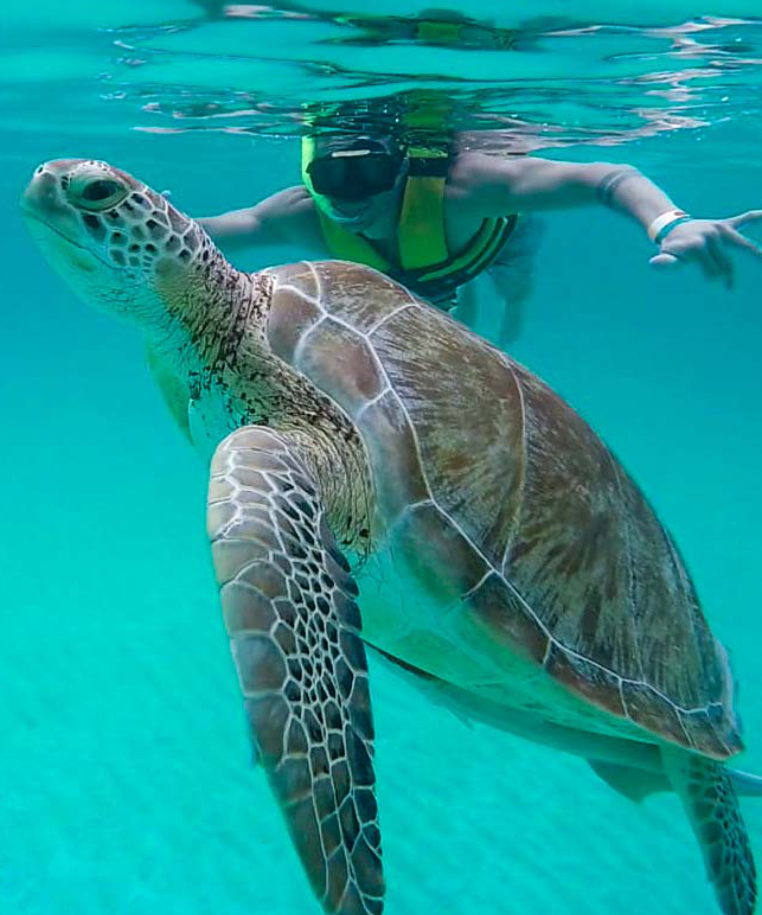 Turtle Encounter & Monkey Sanctuary