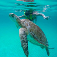 Turtle Encounter & Monkey Sanctuary