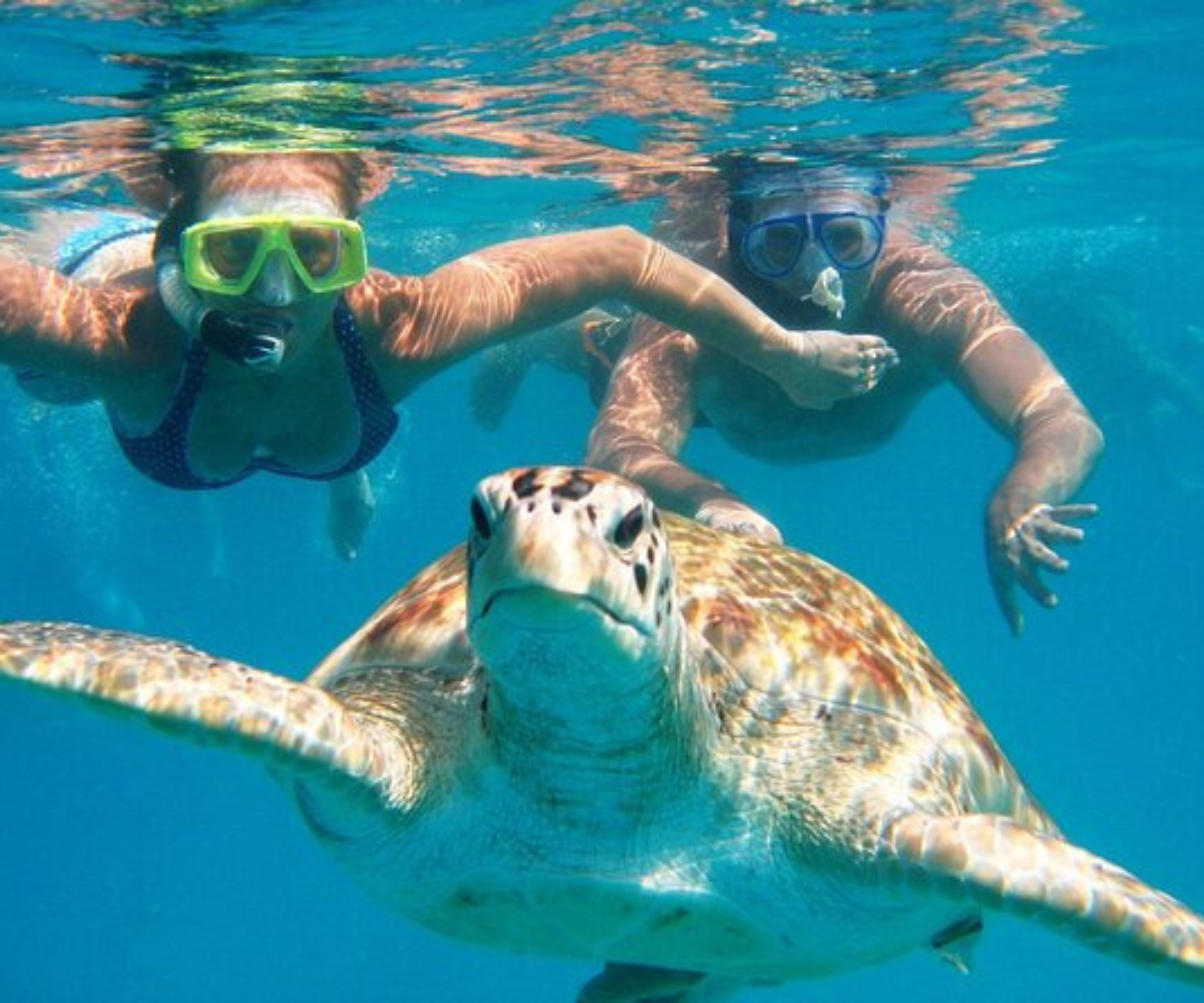 Turtle Swim & Jungle Adventure Tour: Ziplines, Rappel, ATV & Cenote Exploration
